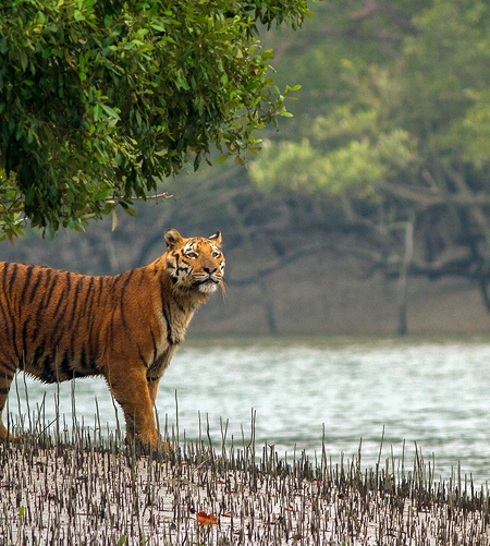 Sundarbans National Park